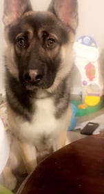 Check out all the adorable photos you sent us of your dogs for National Dog Day!