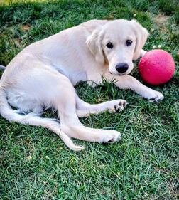 Check out all the adorable photos you sent us of your dogs for National Dog Day!