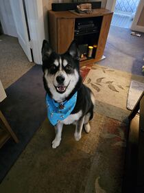 Check out all the adorable photos you sent us of your dogs for National Dog Day!