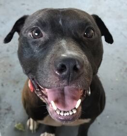 Check out all the adorable photos you sent us of your dogs for National Dog Day!