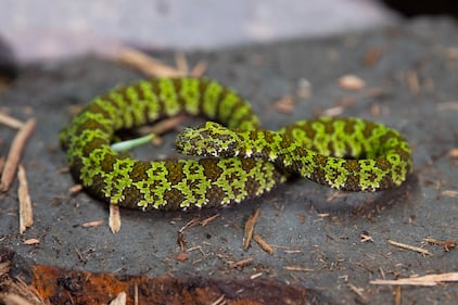 pit viper