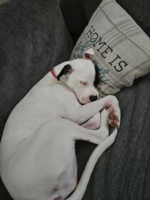 Check out all the adorable photos you sent us of your dogs for National Dog Day!