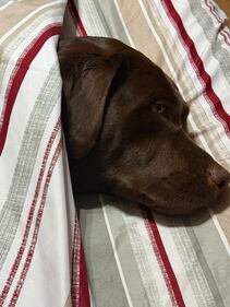 Check out all the adorable photos you sent us of your dogs for National Dog Day!