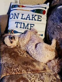 Check out all the adorable photos you sent us of your dogs for National Dog Day!