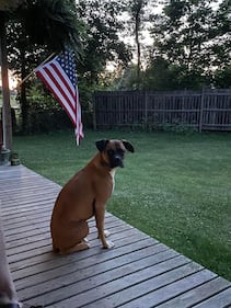 Check out all the adorable photos you sent us of your dogs for National Dog Day!