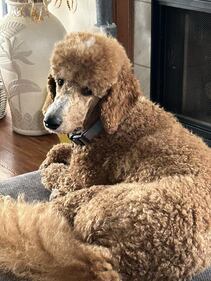 Check out all the adorable photos you sent us of your dogs for National Dog Day!