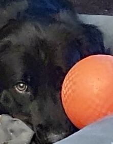 Check out all the adorable photos you sent us of your dogs for National Dog Day!