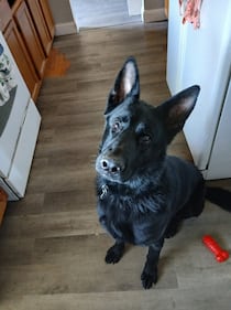 Check out all the adorable photos you sent us of your dogs for National Dog Day!