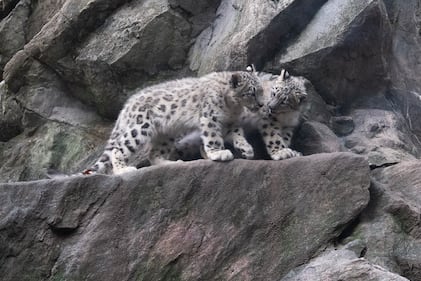 snow leopards