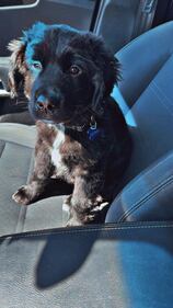 Check out all the adorable photos you sent us of your dogs for National Dog Day!