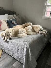 Check out all the adorable photos you sent us of your dogs for National Dog Day!