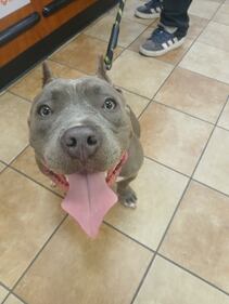 Check out all the adorable photos you sent us of your dogs for National Dog Day!