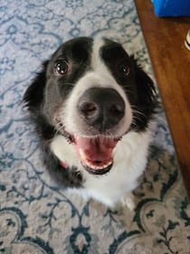 Check out all the adorable photos you sent us of your dogs for National Dog Day!