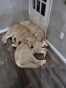 Check out all the adorable photos you sent us of your dogs for National Dog Day!