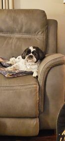 Check out all the adorable photos you sent us of your dogs for National Dog Day!