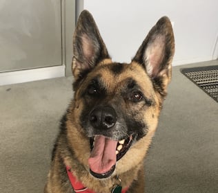 Check out all the adorable photos you sent us of your dogs for National Dog Day!