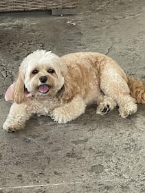 Check out all the adorable photos you sent us of your dogs for National Dog Day!