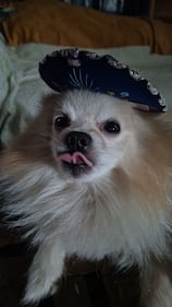 Check out all the adorable photos you sent us of your dogs for National Dog Day!