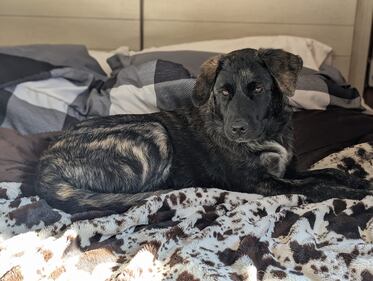 Check out all the adorable photos you sent us of your dogs for National Dog Day!