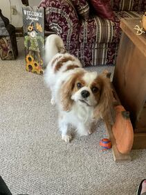 Check out all the adorable photos you sent us of your dogs for National Dog Day!