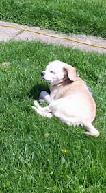 Check out all the adorable photos you sent us of your dogs for National Dog Day!