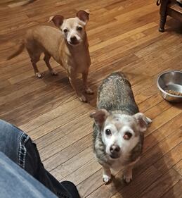 Check out all the adorable photos you sent us of your dogs for National Dog Day!