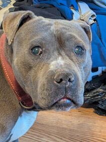 Check out all the adorable photos you sent us of your dogs for National Dog Day!