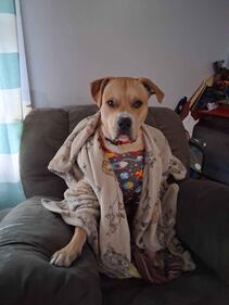 Check out all the adorable photos you sent us of your dogs for National Dog Day!