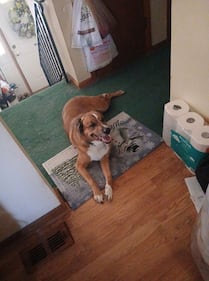 Check out all the adorable photos you sent us of your dogs for National Dog Day!