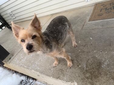 Check out all the adorable photos you sent us of your dogs for National Dog Day!