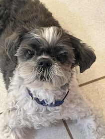 Check out all the adorable photos you sent us of your dogs for National Dog Day!