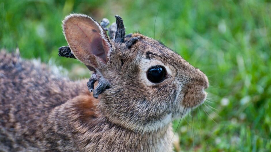 Rabbit with the papilloma virus (CRPV),
