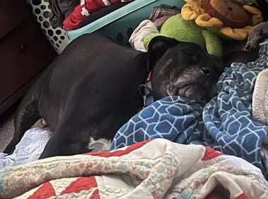 Check out all the adorable photos you sent us of your dogs for National Dog Day!