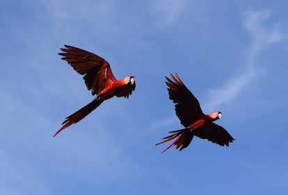 scarlet macaw