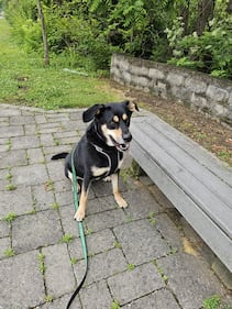 Check out all the adorable photos you sent us of your dogs for National Dog Day!