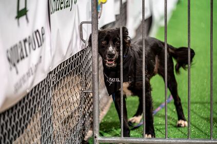 Check out the photos from SICA's annual Poop Show fundraiser at Dayton Hollywood Gaming at Dayton Raceway