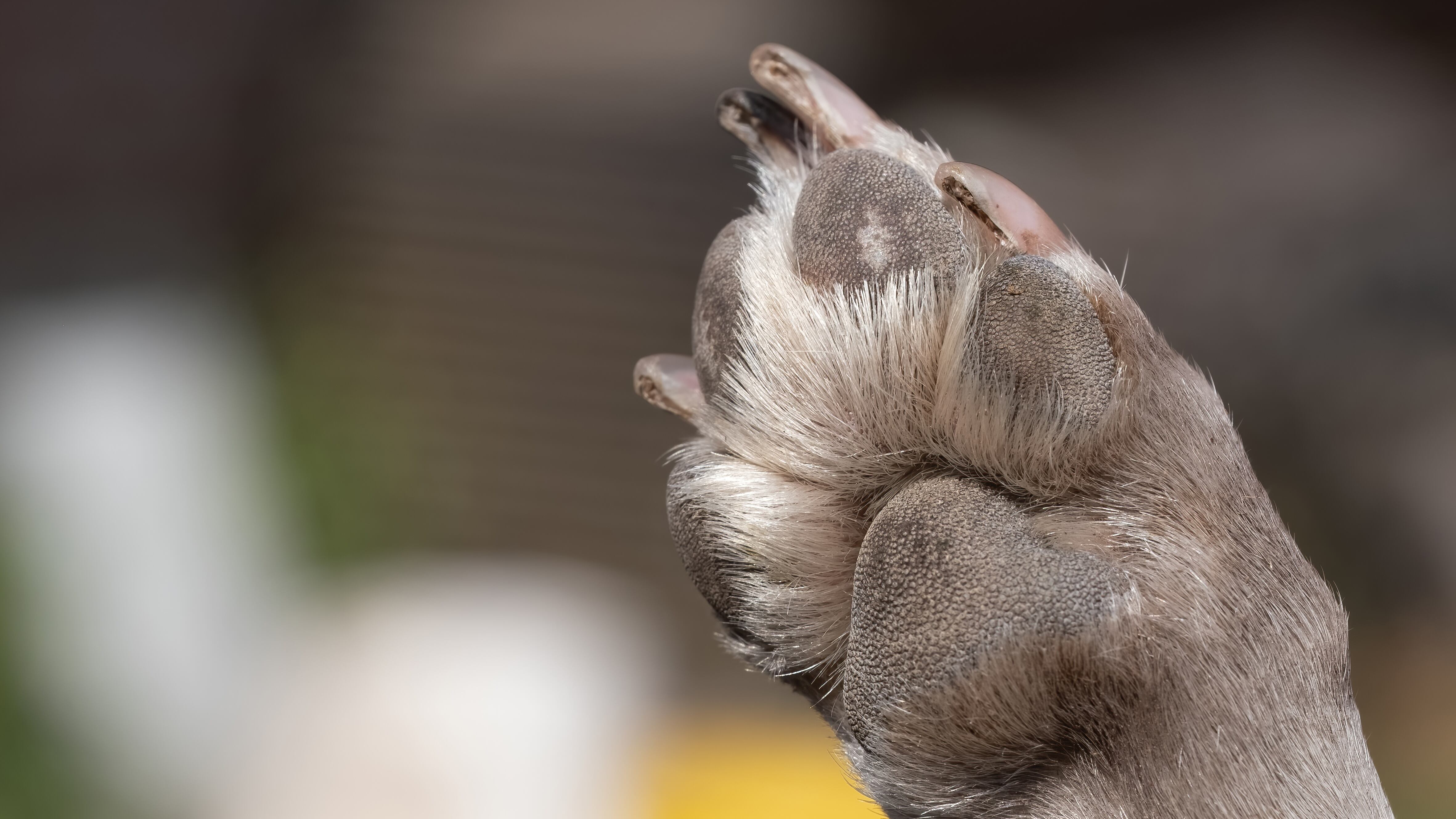 A close up look at the underside of the dirty dog paw pad, during the day.