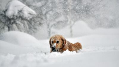 BUFFALO, NY - NOVEMBER 20: Sydney, a six year old Golden retriever, makes her way through five feet of snow from a driveway on November 20, 2014 in the suburb of Lakeview, Buffalo, New York. The record setting Lake effect snowstorm dumped up to six feet of snow in less than 24 hours closing a one hundred mile section of The New York State Thruway as well as other major roads around Buffalo. Seven deaths have already been attributed to the storm and a second round beginning late Wednesday evening will bring up to three more feet of snow overnight and into Thursday. (Photo by John Normile/Getty Images)