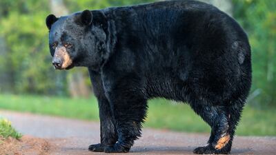 A woman, her friend and her son all encountered a black bear in Mexico while visiting a park near Monterrey, Mexico earlier this week.